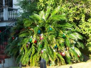 Christmas Palm 
