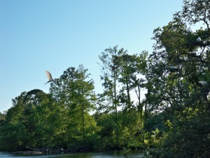 Herons Building Nests in Audubon Park