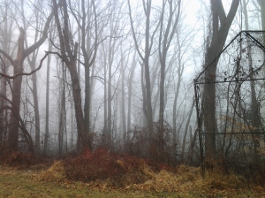 Fog and Trees in Leakin Park By the Old Baseball Diamond at Seminole & Kevin Road