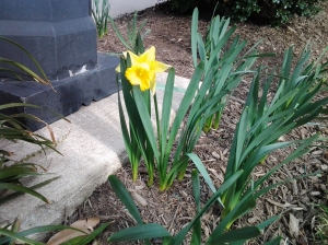 Blooming Daffodil at Harbor East