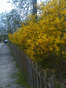 Yellow Flowers Along a Fence on 31st Between Old York Road & Frisby