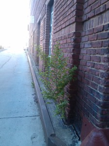 Tree Growing Out of a Building on Tyson Near Mulberry