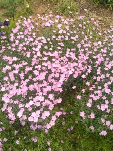 Pink Flowers in Charles Village
