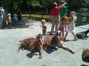 Patient Goats at the Maryland Zoo in Druid Hill Park
