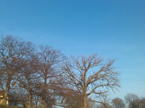 Bare Trees Against a Blue Sky at the Druid Hill Park Reservoir