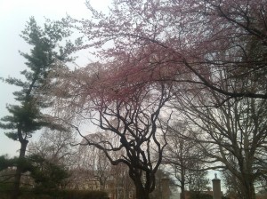 Cherry Blossoms at Roland Avenue & Northern Parkway