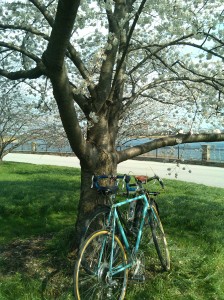 Two Bikes Snuggling Under a Flower Tree at Druid Hill Park