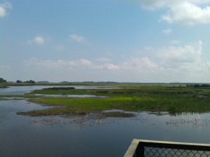 View From a Lookout at Bombay Hook National Wildlife Reserve