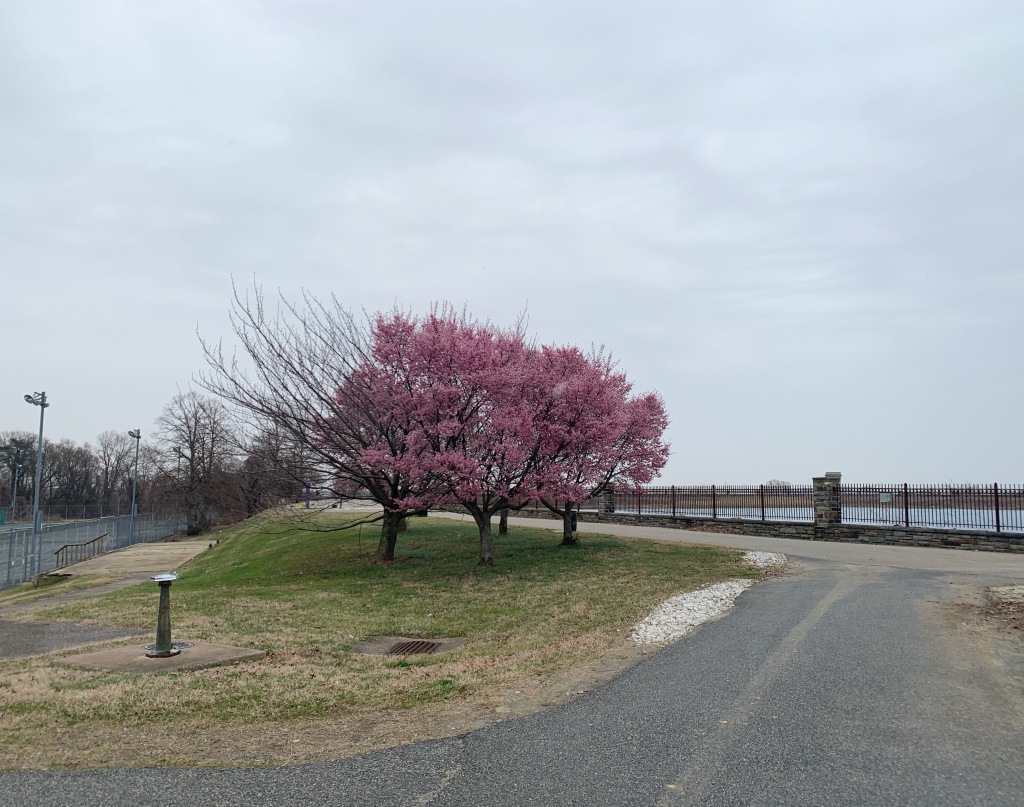 Pink flowering trees at Druid Hill Park on a gray day.